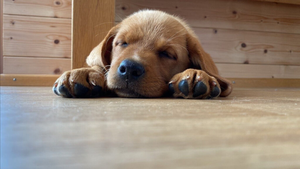 ein kleiner Labrador liegt am Boden und schläft. Er ist orange-braun.