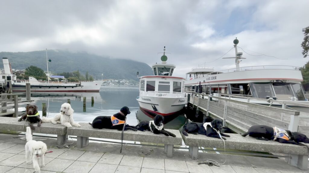 Guide dogs and service dogs colored black and white lie on a sea wall in front of tourist passenger boats. The sky is foggy, a mountaian issubmerged in clouds