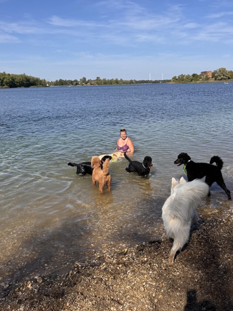 young woman sits in the water on a lake's edge, with 6 dogs of different colors and breeds are around her.